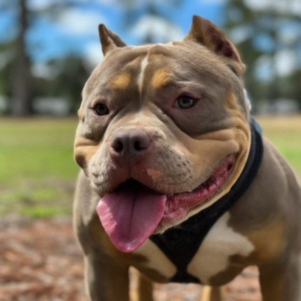 Pocket Bully in Tallahassee, Florida