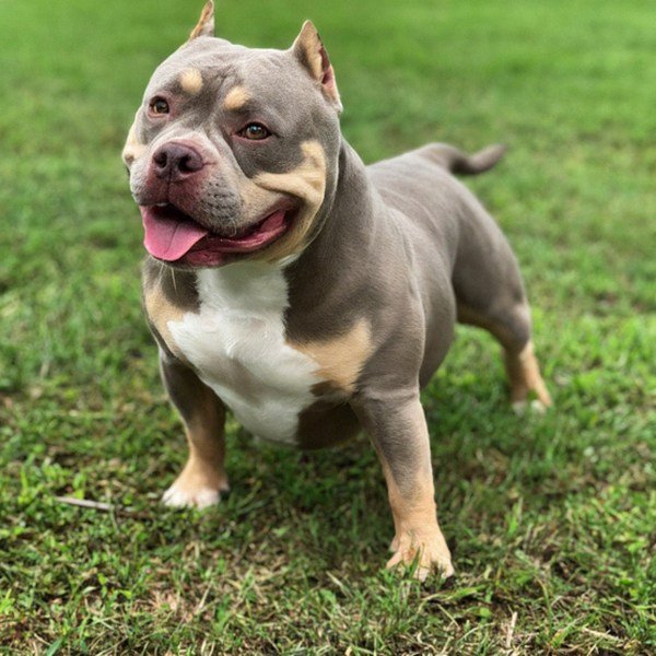 Pocket Bully in Tampa, Florida
