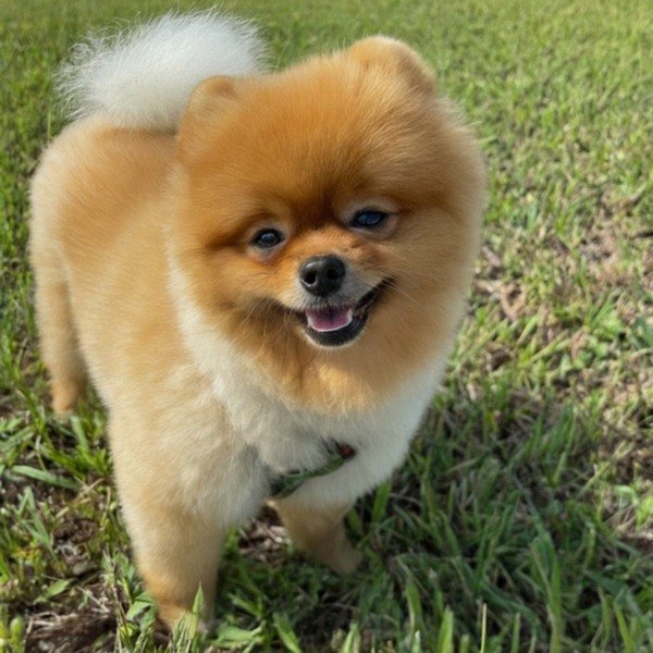 Pomeranian in Cape Coral, Florida