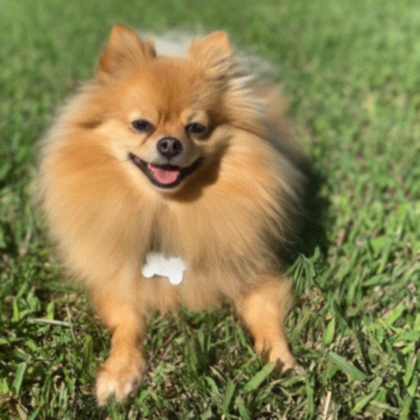 Pomeranian in Jacksonville, Florida