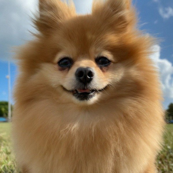 Pomeranian in Miami, Florida