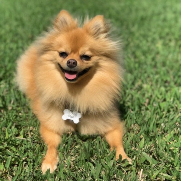 Pomeranian in Pembroke Pines, Florida