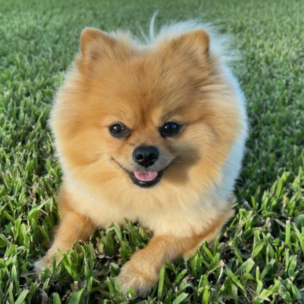 Pomeranian in Port St. Lucie, Florida