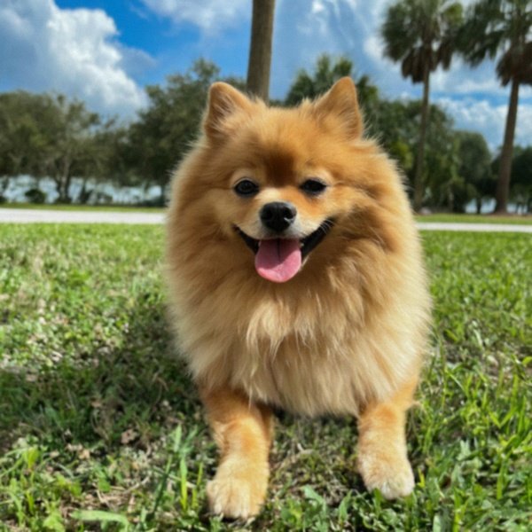 Pomeranian in St. Petersburg, Florida