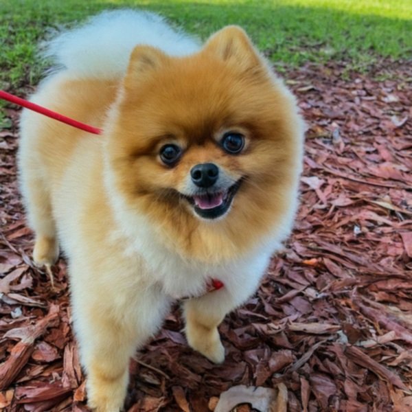 Pomeranian in Tallahassee, Florida