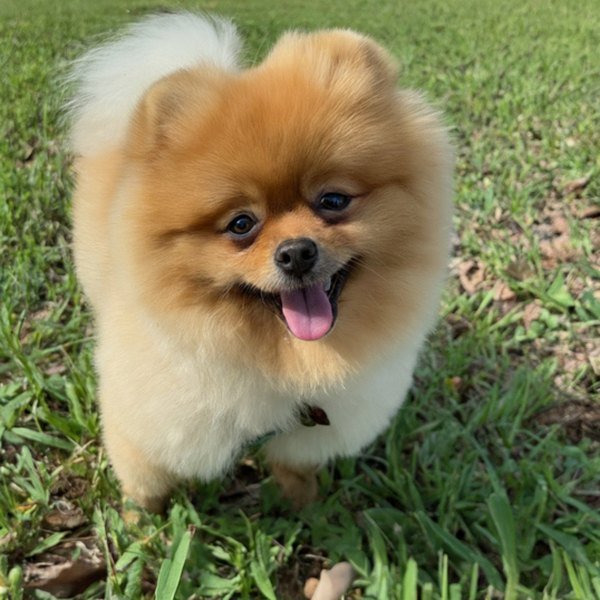 Pomeranian in Tampa, Florida