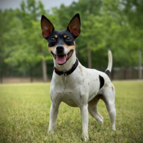 Rat Terrier in Arlington, Texas