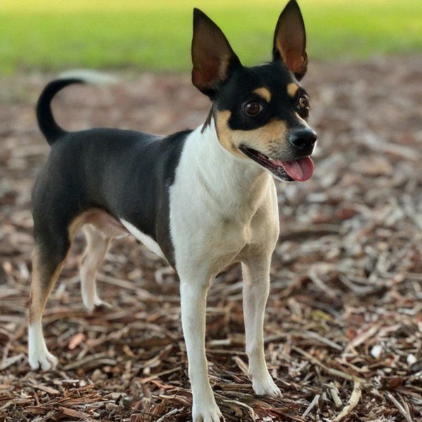 Rat Terrier in Cape Coral, Florida