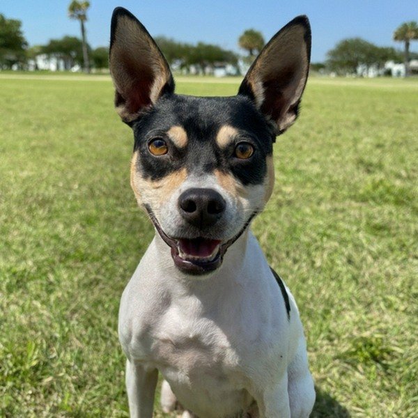 Rat Terrier in Corpus Christi, Texas