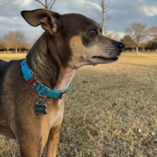 Rat Terrier in Dallas, Texas