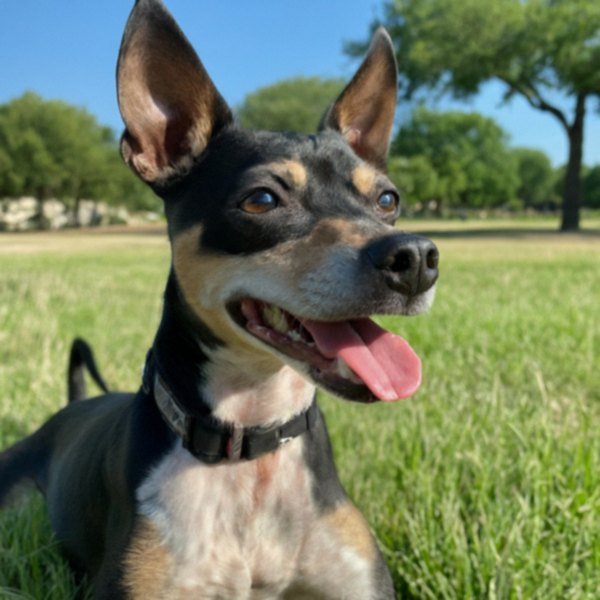 Rat Terrier in Fort Worth, Texas