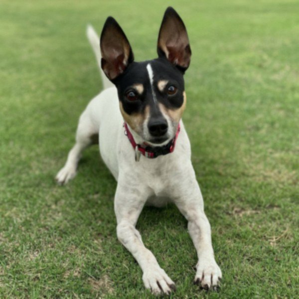 Rat Terrier in Frisco, Texas