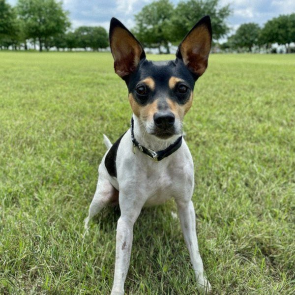 Rat Terrier in Garland, Texas