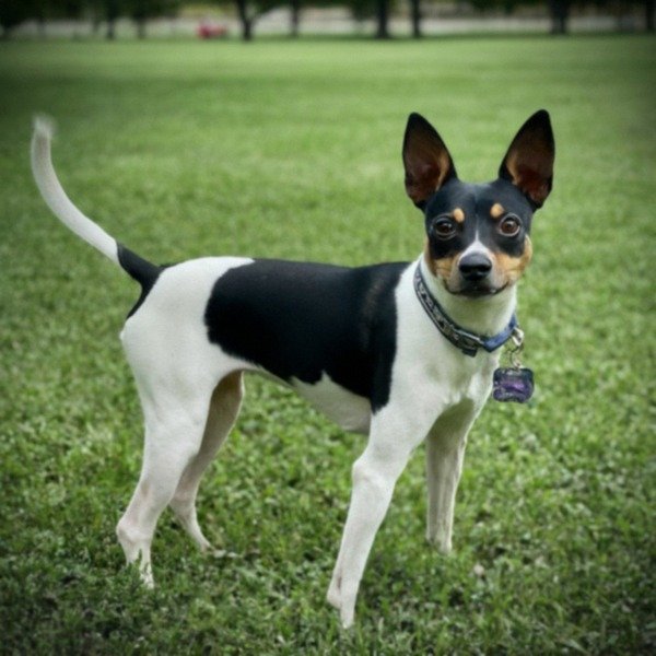 Rat Terrier in Grand Prairie, Texas