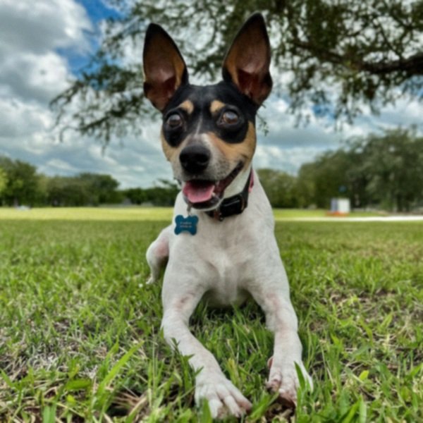 Rat Terrier in Hialeah, Florida