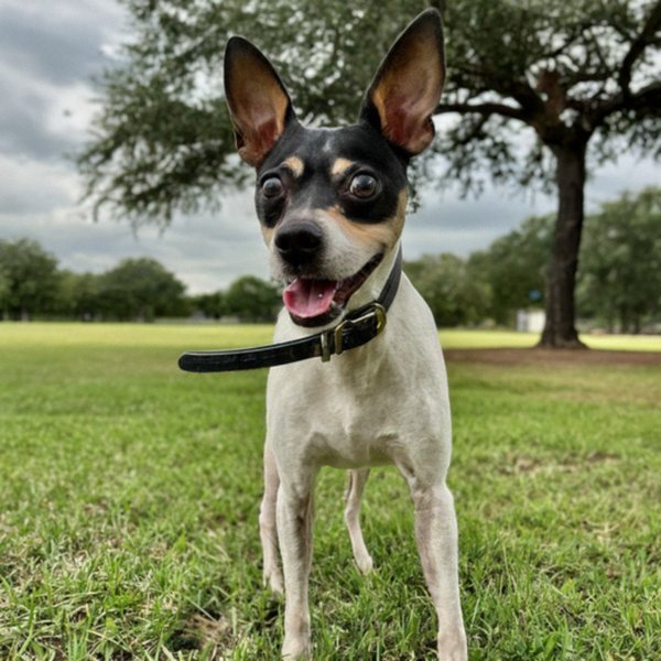 Rat Terrier in Houston, Texas