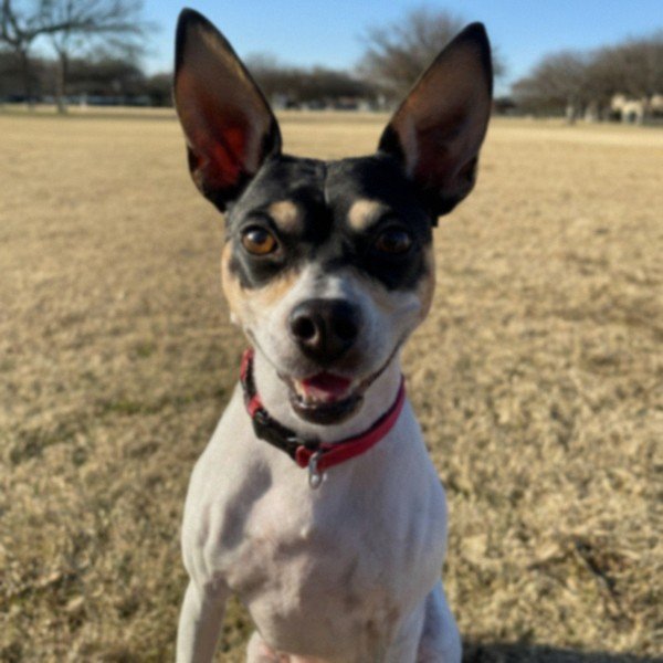 Rat Terrier in Irving, Texas