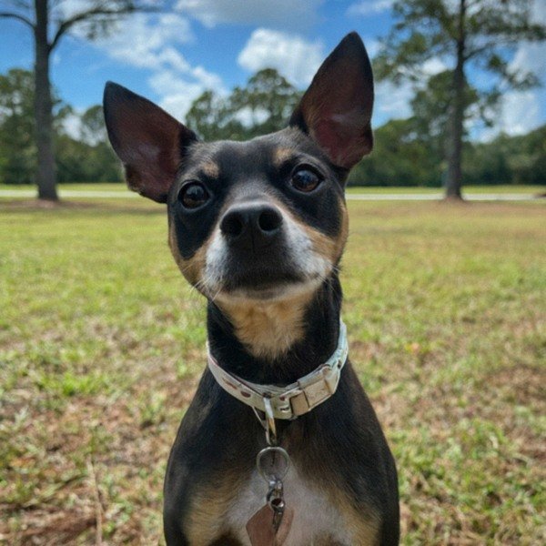 Rat Terrier in Jacksonville, Florida