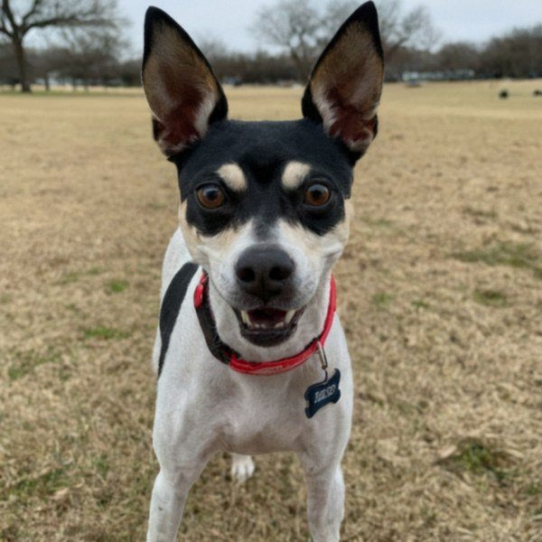 Rat Terrier in McKinney, Texas