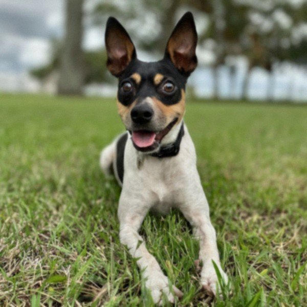 Rat Terrier in Miami, Florida