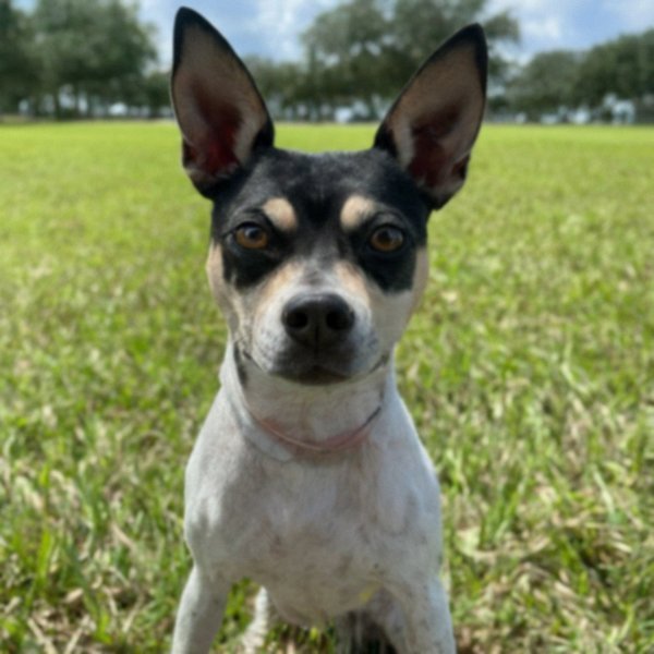Rat Terrier in Orlando, Florida