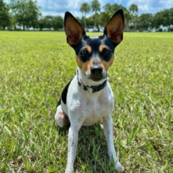 Rat Terrier in Pembroke Pines, Florida