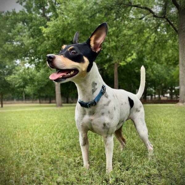 Rat Terrier in Plano, Texas