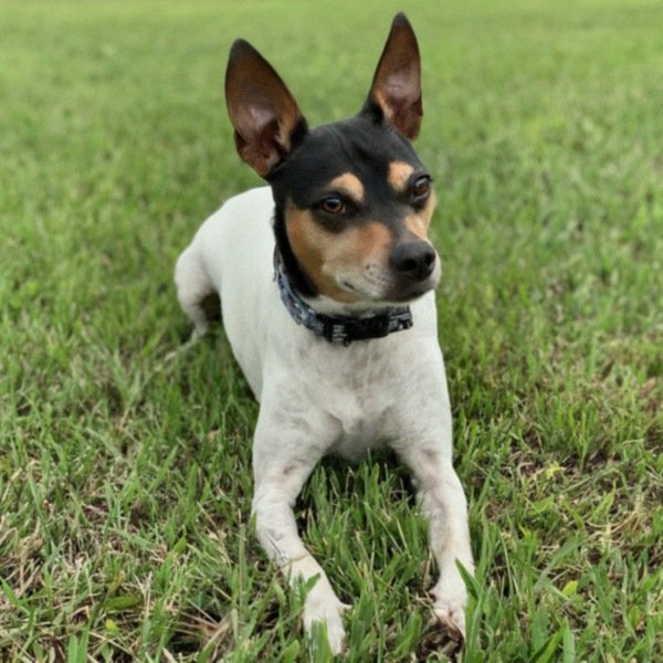 Rat Terrier in Port St. Lucie, Florida