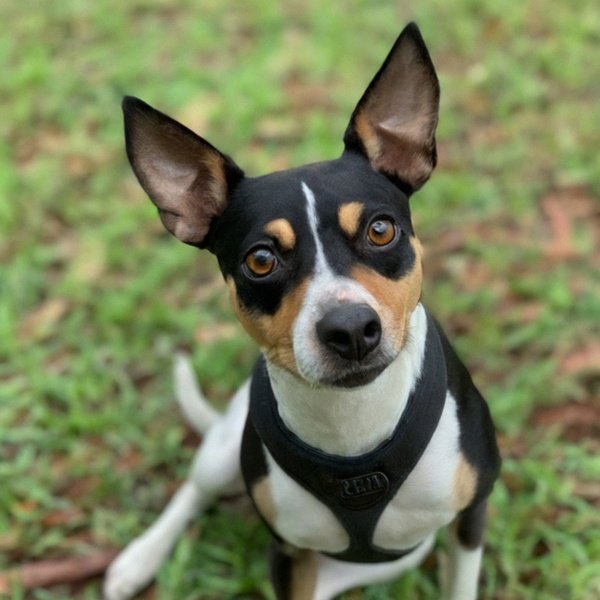 Rat Terrier in St. Petersburg, Florida
