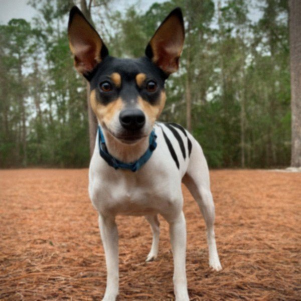 Rat Terrier in Tallahassee, Florida