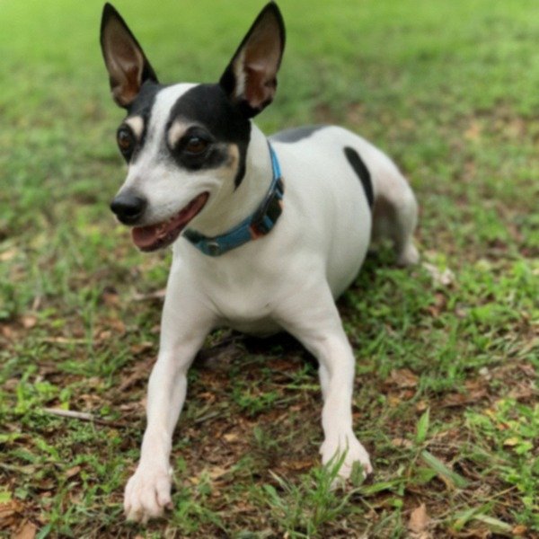 Rat Terrier in Tampa, Florida