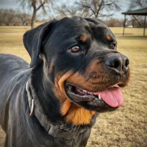 Rottweiler in Amarillo, Texas