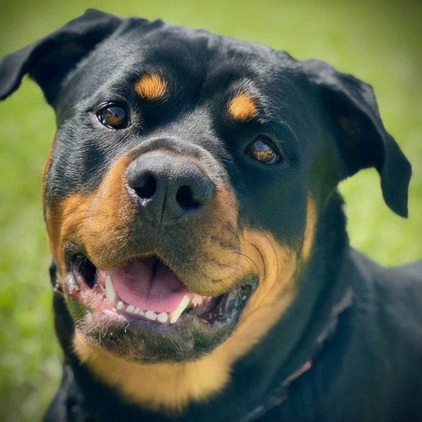 Rottweiler in Cape Coral, Florida