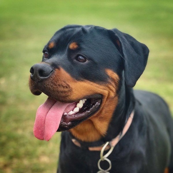 Rottweiler in Corpus Christi, Texas