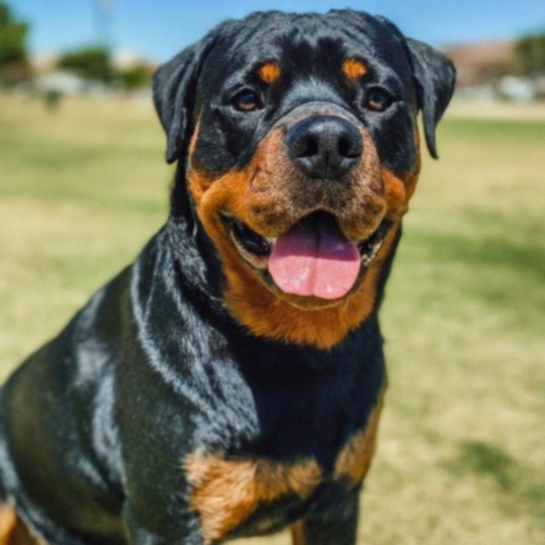 Rottweiler in El Paso, Texas