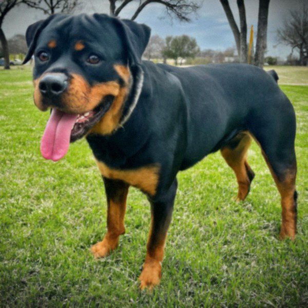 Rottweiler in Frisco, Texas