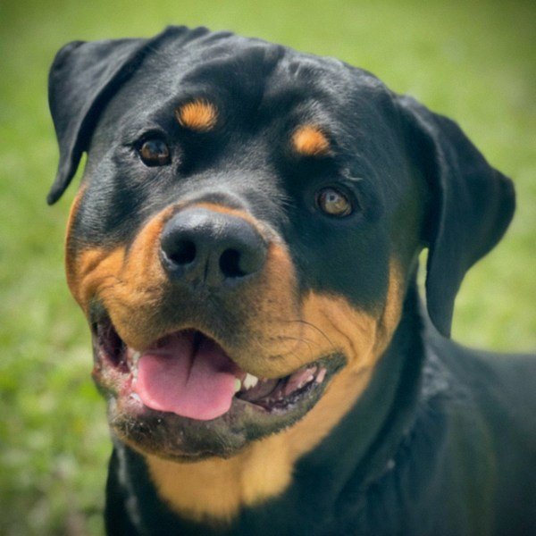 Rottweiler in Hialeah, Florida
