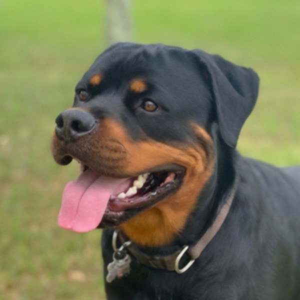 Rottweiler in Jacksonville, Florida