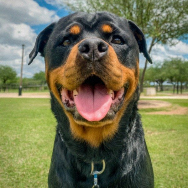 Rottweiler in Laredo, Texas