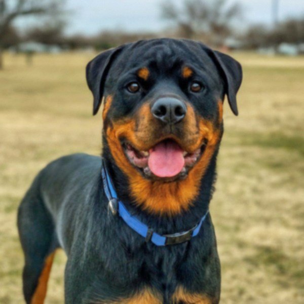 Rottweiler in Lubbock, Texas