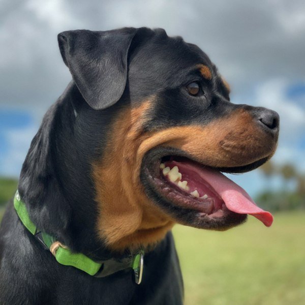 Rottweiler in Port St. Lucie, Florida