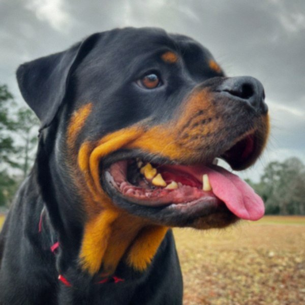 Rottweiler in Tallahassee, Florida