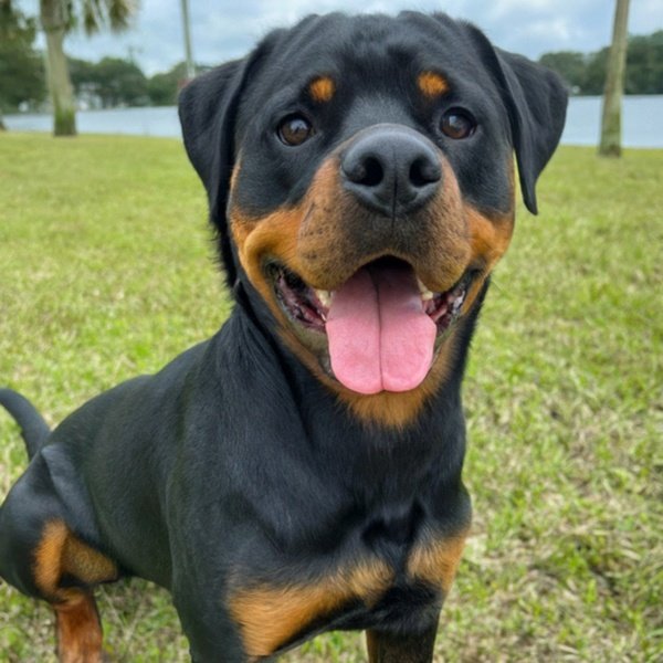 Rottweiler in Tampa, Florida