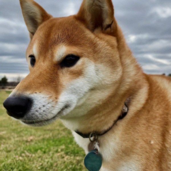 Shiba Inu in Amarillo, Texas