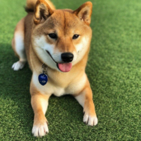 Shiba Inu in Arlington, Texas
