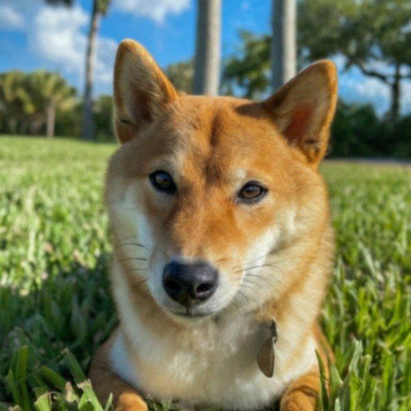 Shiba Inu in Cape Coral, Florida