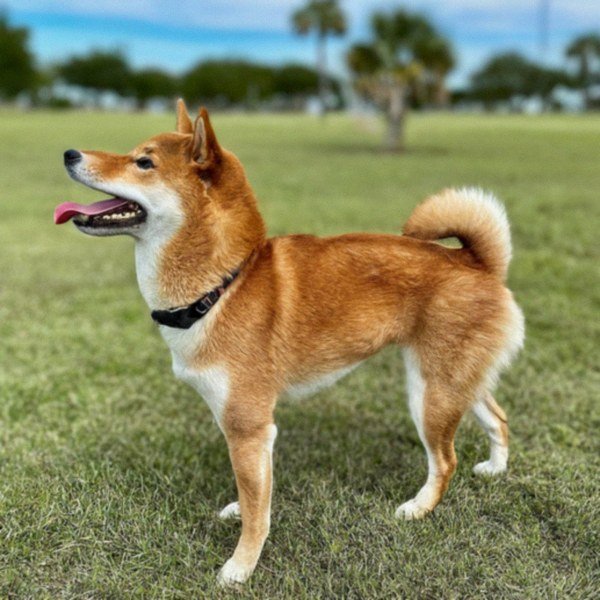 Shiba Inu in Corpus Christi, Texas