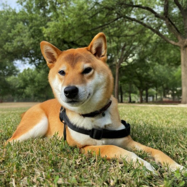 Shiba Inu in Dallas, Texas