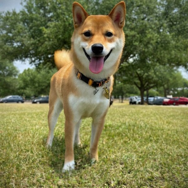 Shiba Inu in Frisco, Texas