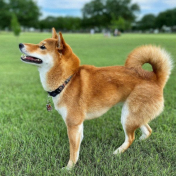 Shiba Inu in Garland, Texas